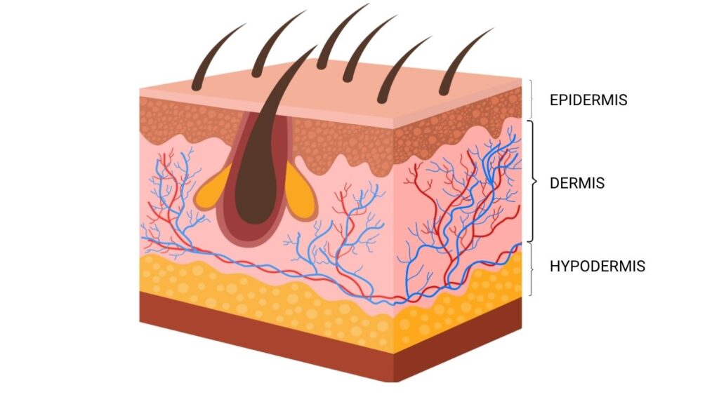 what the cross-section of the skin looks like