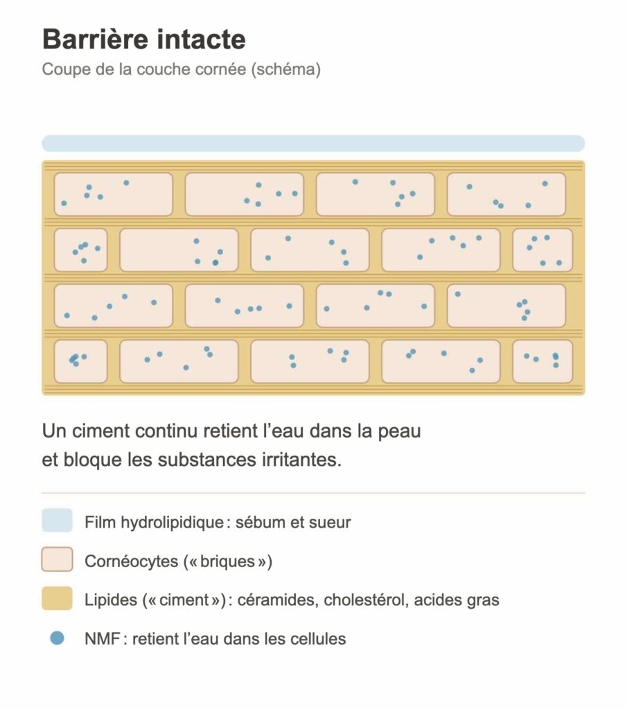 Barrière cutanée intacte – schéma : cornéocytes comme des briques, lipides comme du ciment, NMF dans les cellules, film hydrolipidique en surface