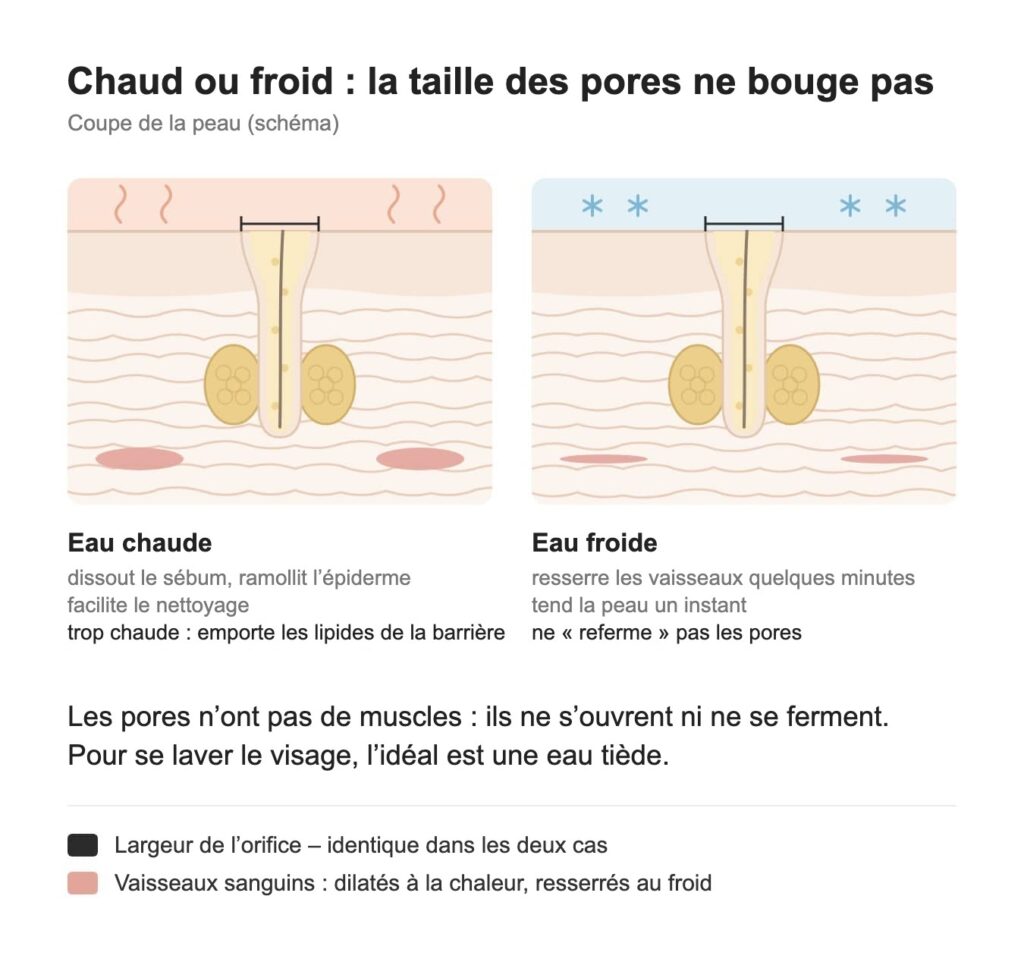 Schéma en coupe : l’eau chaude et l’eau froide ne modifient pas la taille des pores