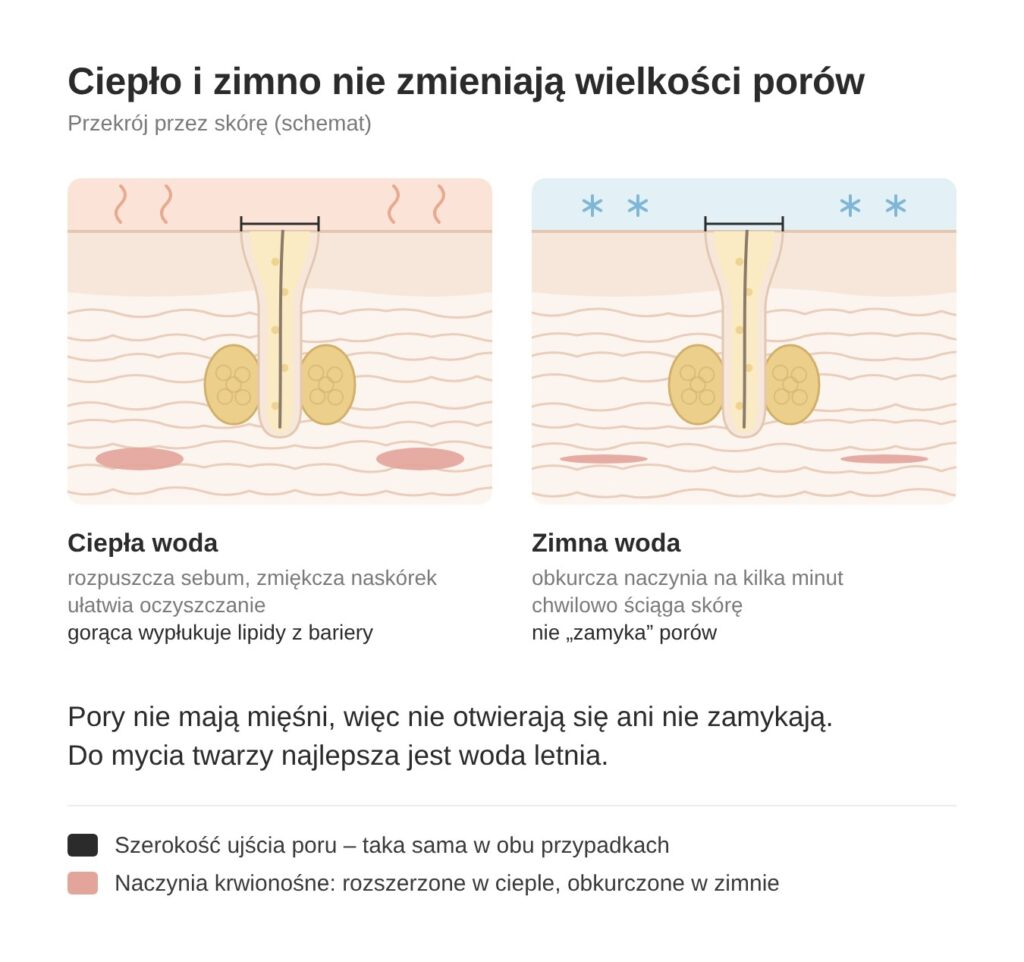 Ciepła i zimna woda nie zmieniają wielkości porów – schemat przekroju skóry