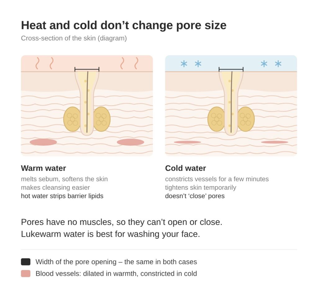 Warm and cold water don't change pore size – cross-section diagram of the skin