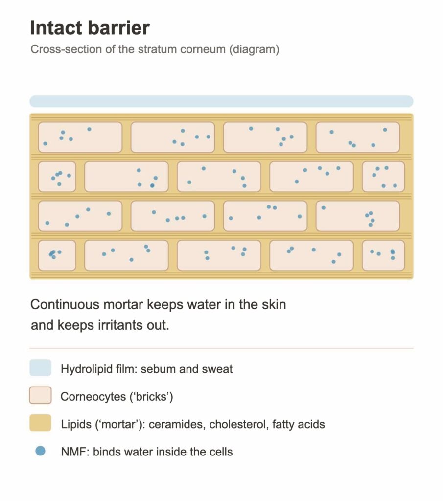 Intact skin barrier diagram: corneocytes as bricks, lipids as mortar, NMF inside the cells, hydrolipid film on the surface