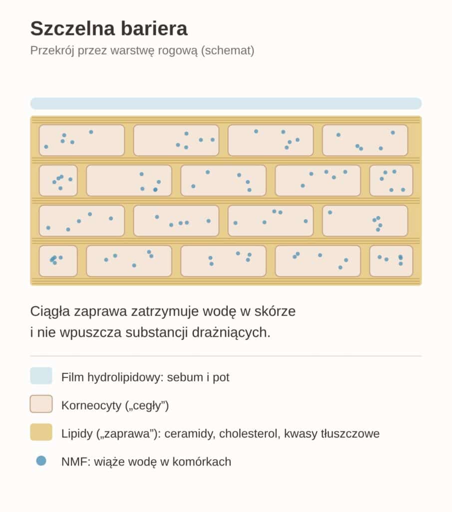 Szczelna bariera hydrolipidowa - schemat: korneocyty jako cegły, lipidy jako zaprawa, NMF w komórkach, film hydrolipidowy na powierzchni